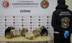 Kapıkule’de bagajdan kaçak köpekler çıktı!