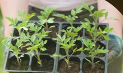 Milas'ın ata tohumları yaygınlaştırılacak