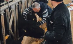 26 ilde hayvan sağlığı seferberliği... Aşılama ve hastalık taramaları sürüyor