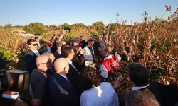 Mersin'de narenciye bahçelerine 'zirai don' incelemesi
