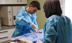 Buca’da 3 bin 54 sokak kedisi kısırlaştırıldı