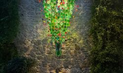 Tepe Taklak Ağaçla