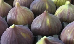 Balıkesir'de incir fidanı desteği başlıyor