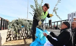 Denizli'de üreticiye zeytin fidanı desteği