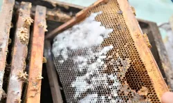 Manisa'da sel mağduru arıcıya kovan desteği