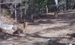 Ormanda altın çakallar fotokapana yansıdı