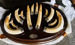 Trabzon'da yaban hayatı kaçakçılığı... 19 kargo ele geçirildi!