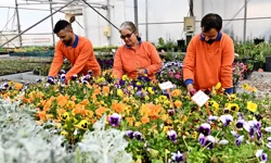 Antalya Muratpaşa'da 130 bin dal çiçek yetiştiriliyor