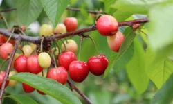 Bu yıl kiraza doyacağız