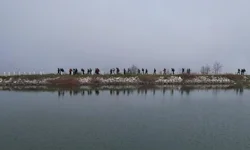 Bursa Nilüfer'de doğaseverler Mysia'nın izinde