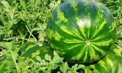Edirne'de karpuz üretimine büyük destek