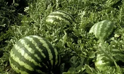 Tarım ÜFE'de yıllık artış yüzde 36,09'a ulaştı