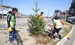 Zonguldak'ta yeşil alanlar batı ladini fidanlarıyla güçleniyor