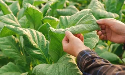 Artvin 46 yıl sonra tütün ekimine yeniden başlıyor