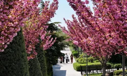 Bu manzara için Japonya'ya gitmenize gerek yok! Konya'da Sakura mevsimi başladı