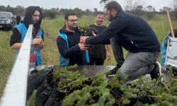 İzmir Aliağa'da yangınların yarası bin fıstık çamıyla sarıldı