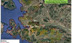 İzmir'de orman yangınlarını önlemek için valilik kararnamesi...