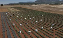 TZOB: 30 yılda 3 milyon hektar tarım arazisi kaybedildi!