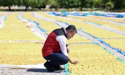 Malatya kayısısında bereket