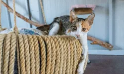 İzmir'de engelli kedilere sıcak bir yuva
