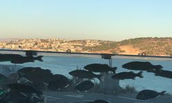 "Villa Akvaryumu" Turizmin ve Ekolojinin Cazibe Merkezi Oldu…
