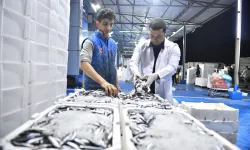Ankara Balık Hali'nde sıkı denetim