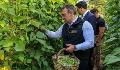 Pazaryeri Boncuğu'nda hasat vakti