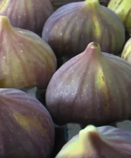 Balıkesir'de incir fidanı desteği başlıyor