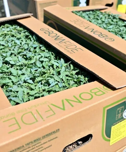 Manisa Gördes'te üreticinin yüzü güldü... Fideler bereketli toprakla buluşuyor