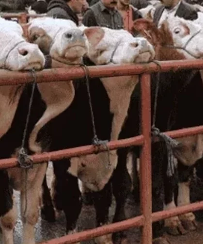 Balıkesir Gönen'de hayvan pazarlarına 'şap' tedbiri