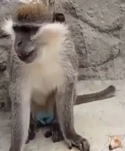 Denizli'de fırtınadan kaçan maymun yeniden korumaya alındı