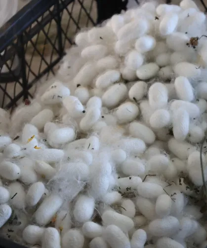 Muğla'da kozalar berekete dönüştü