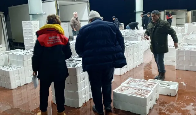 Bursa'da 150 kilogram tekir balığına el konuldu