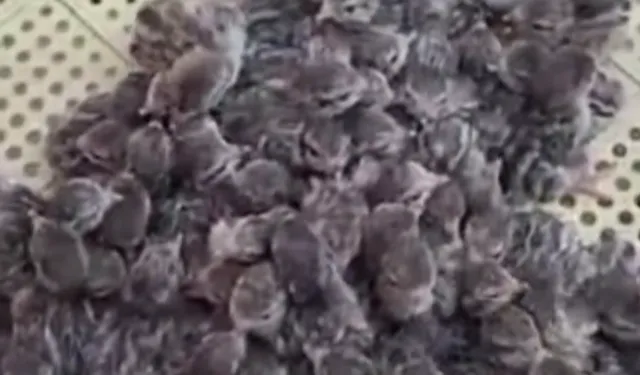 Yılın ilk keklik yavruları yumurtadan çıktı