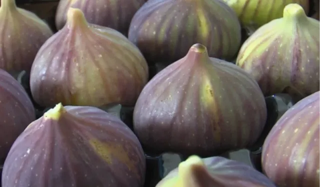 Balıkesir'de incir fidanı desteği başlıyor