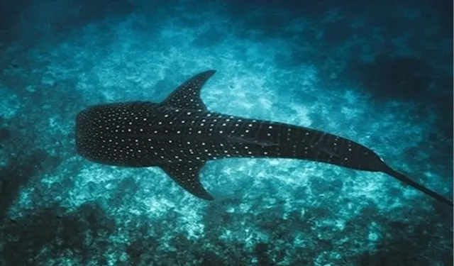Maldivler ikonik balina köpek balıklarını korumak için Tech4Nature projesini başlattı