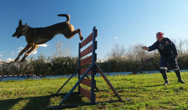 Sakarya'da Reina, Ateş, Google ve Labrador en zor anda 'umut' olmaya hazır kıta