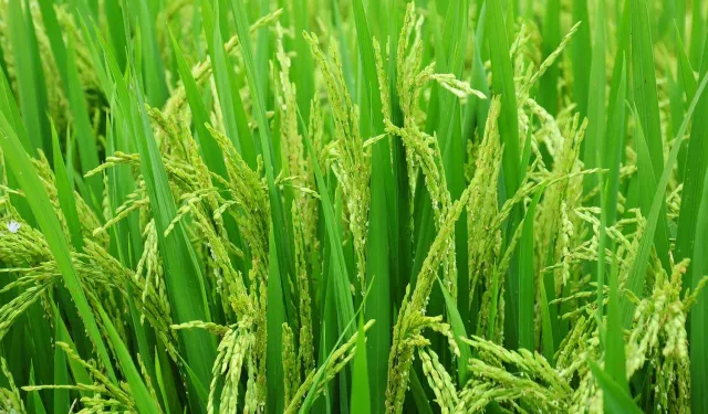 Edirne'de 2026 çeltik ekim başvuruları başladı