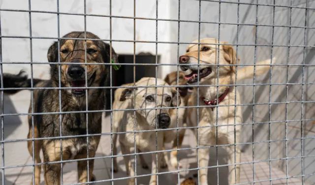 İzmir Bornova'da can dostlara büyük destek