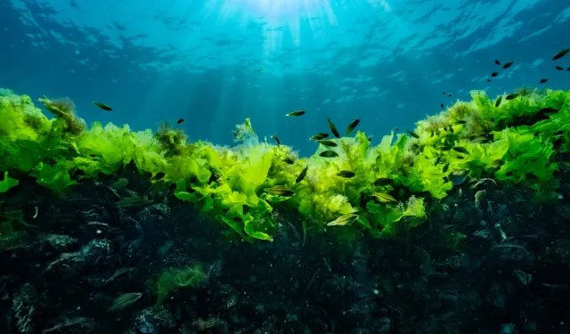 Prof. Dr. Sarı: Suya şaşı bakmayalım