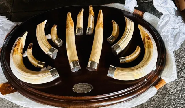 Trabzon'da yaban hayatı kaçakçılığı... 19 kargo ele geçirildi!