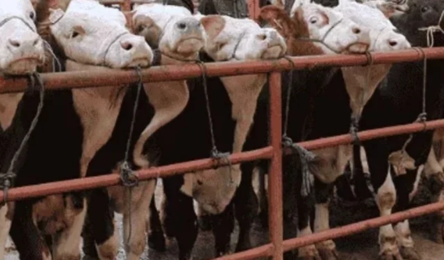 Balıkesir Gönen'de hayvan pazarlarına 'şap' tedbiri