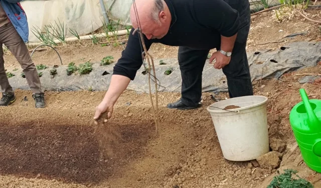 Bilecik Pazaryeri'nde tütün geçim kapısı oluyor