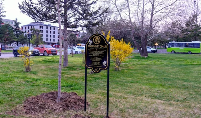 Masumiyet çınarları, kaybedilen canların hatırasını yaşatacak