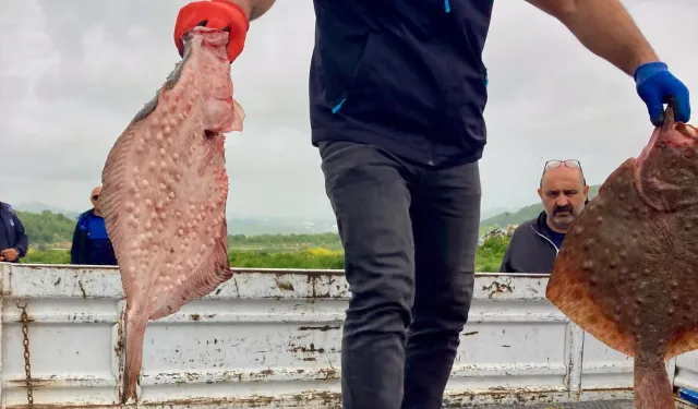 Karadeniz'de yasa dışı avcılığa geçit yok! 500 kilogram kalkan ele geçirildi