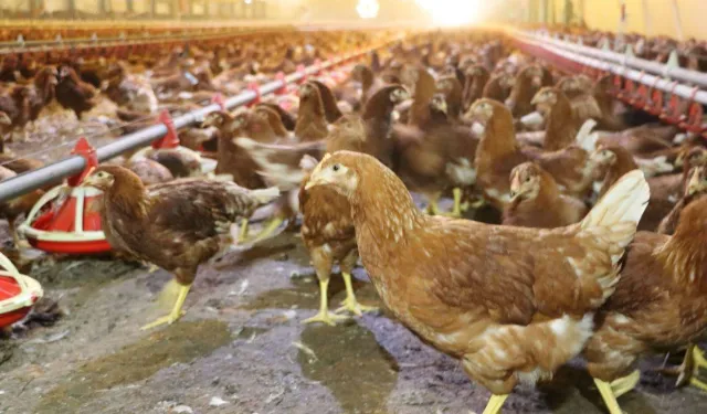 Kümes hayvancılığında artış! Yaklaşık 2 milyar adet yumurta üretildi