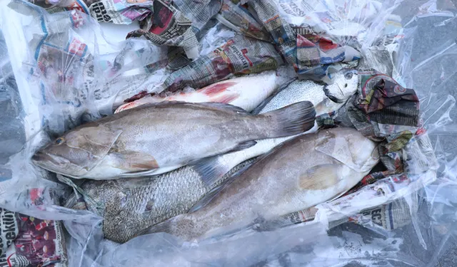  Antalya'da 260 kilo balığa el konuldu