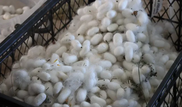 Muğla'da kozalar berekete dönüştü