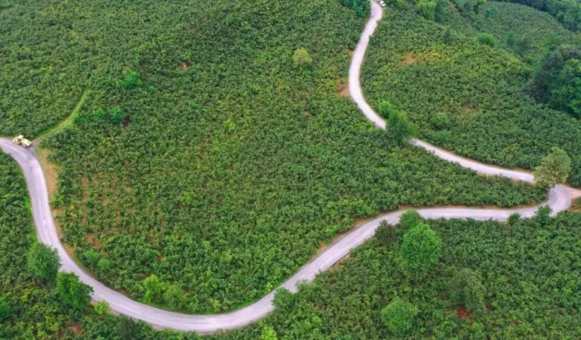 Ordu Büyükşehir'den Ulubey'e 7 kilometrelik asfalt yatırımı