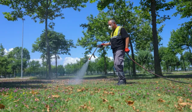 Samsun'da sivrisineklere karşı etkin mücadele
